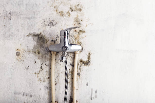 Best Mold Removal Company Near Me  in Collegedale, TN