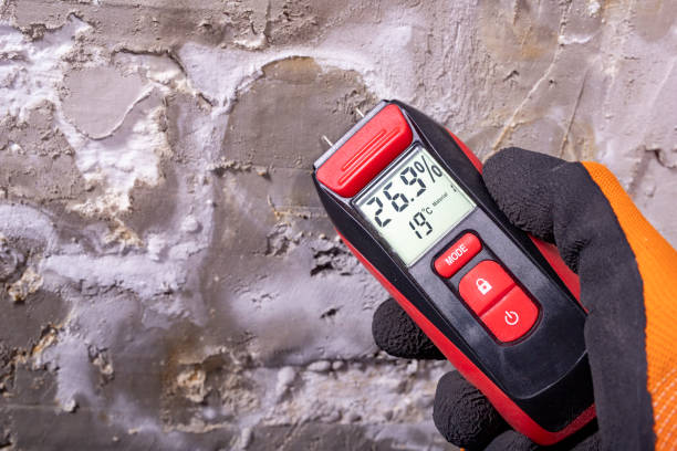 Best Attic Mold Removal  in Collegedale, TN