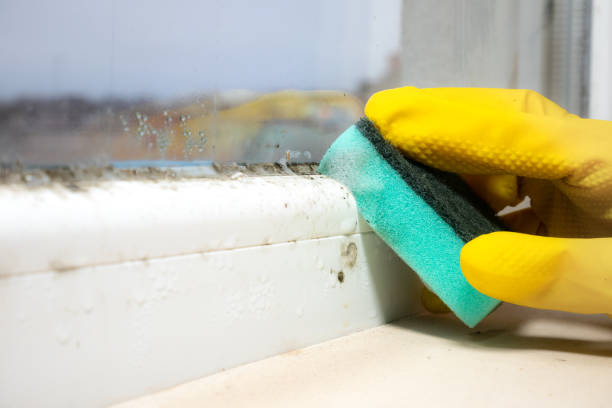 Best Toxic Mold Removal  in Collegedale, TN