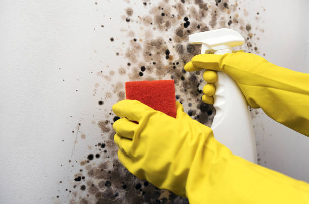 Best Fast Mold Removal  in Collegedale, TN