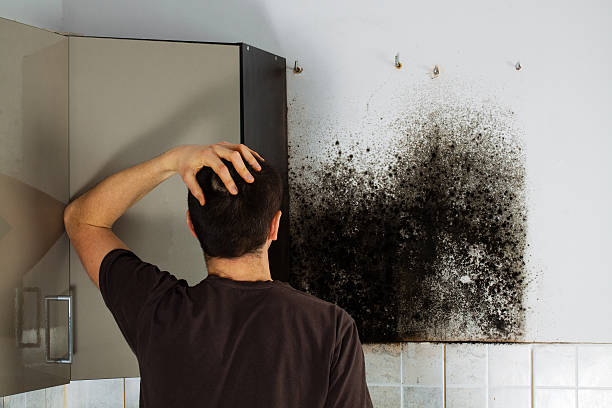 Professional Mold Removal in Collegedale, TN
