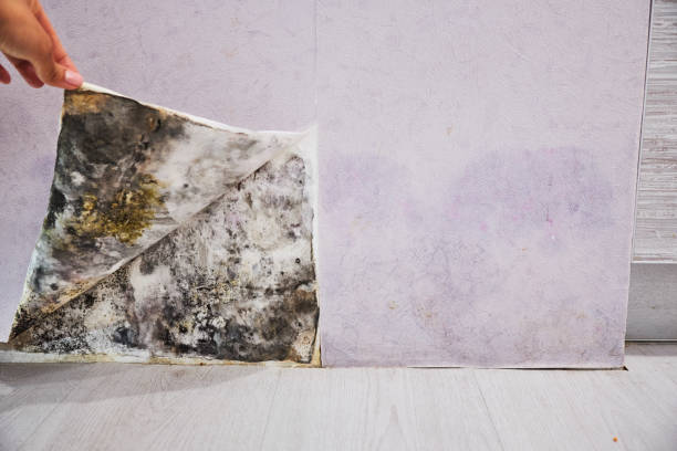 Best Office Mold Removal Services  in Collegedale, TN